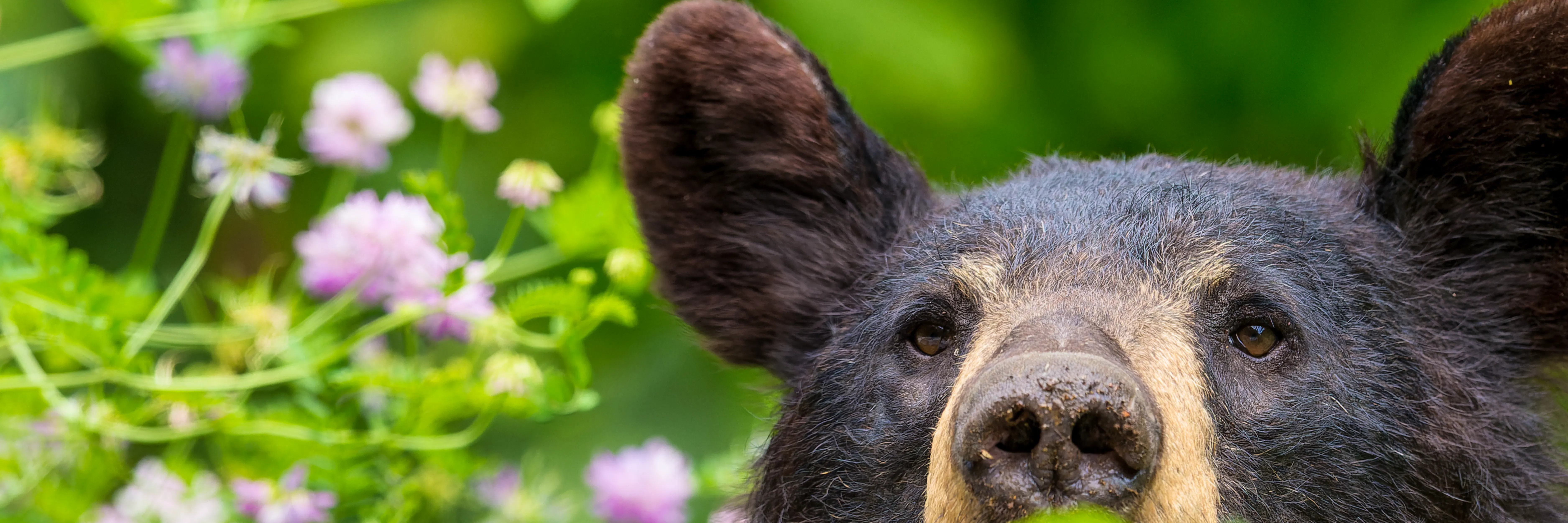 member-center-defenders-of-wildlife
